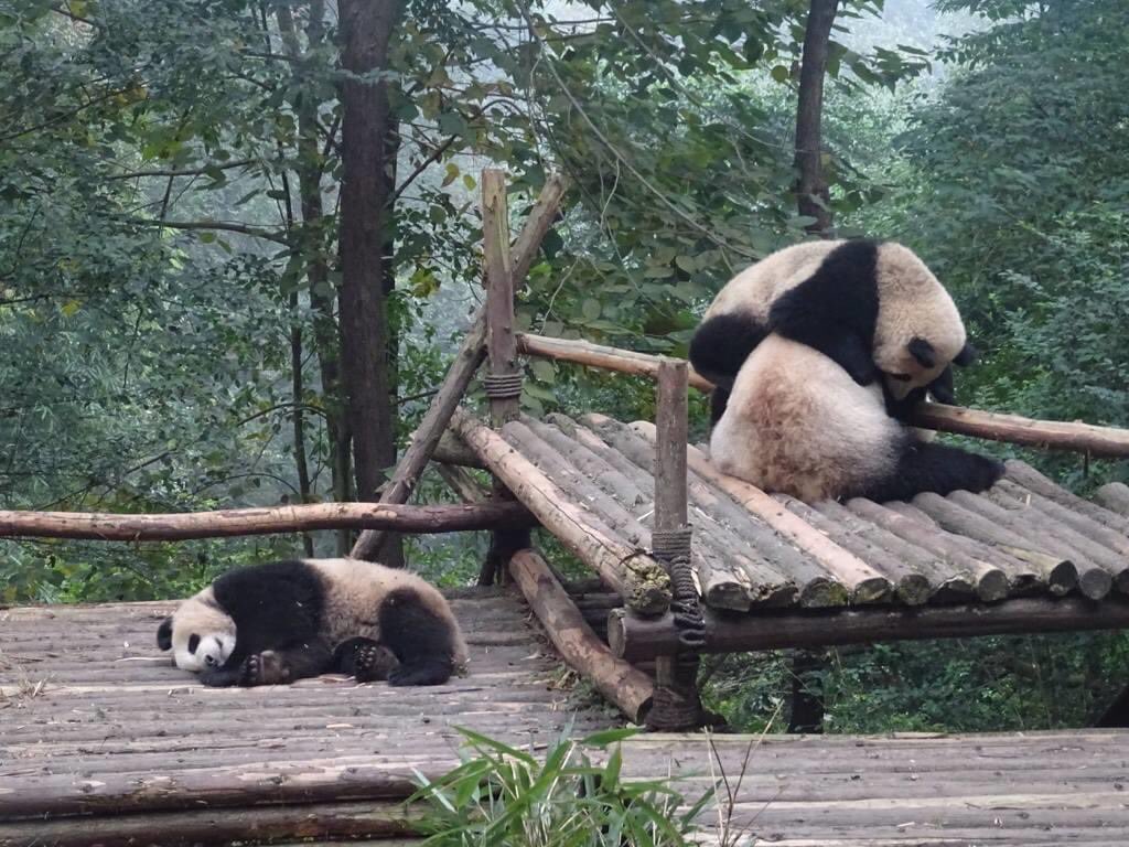 KirstenW1234's tweet photo. #pandadaily Another from kindergarten - when you want to sleep but your friend wants to climb on you 😊😍🐼 #china #chengdu #giantpanda https://t.co/XeBmAlOJpx