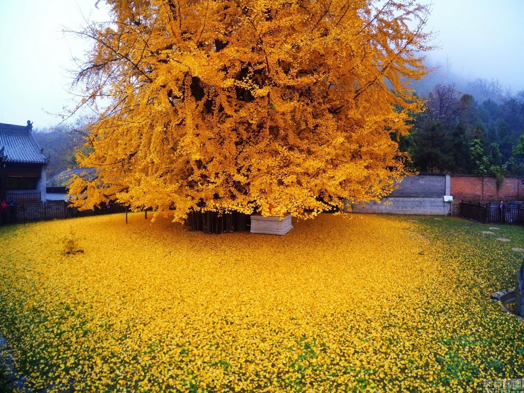 OuErth's tweet photo. ثريد | شجرة الجنكة الذهبية في الصين 😍🍁 https://t.co/TH2exspJ3k