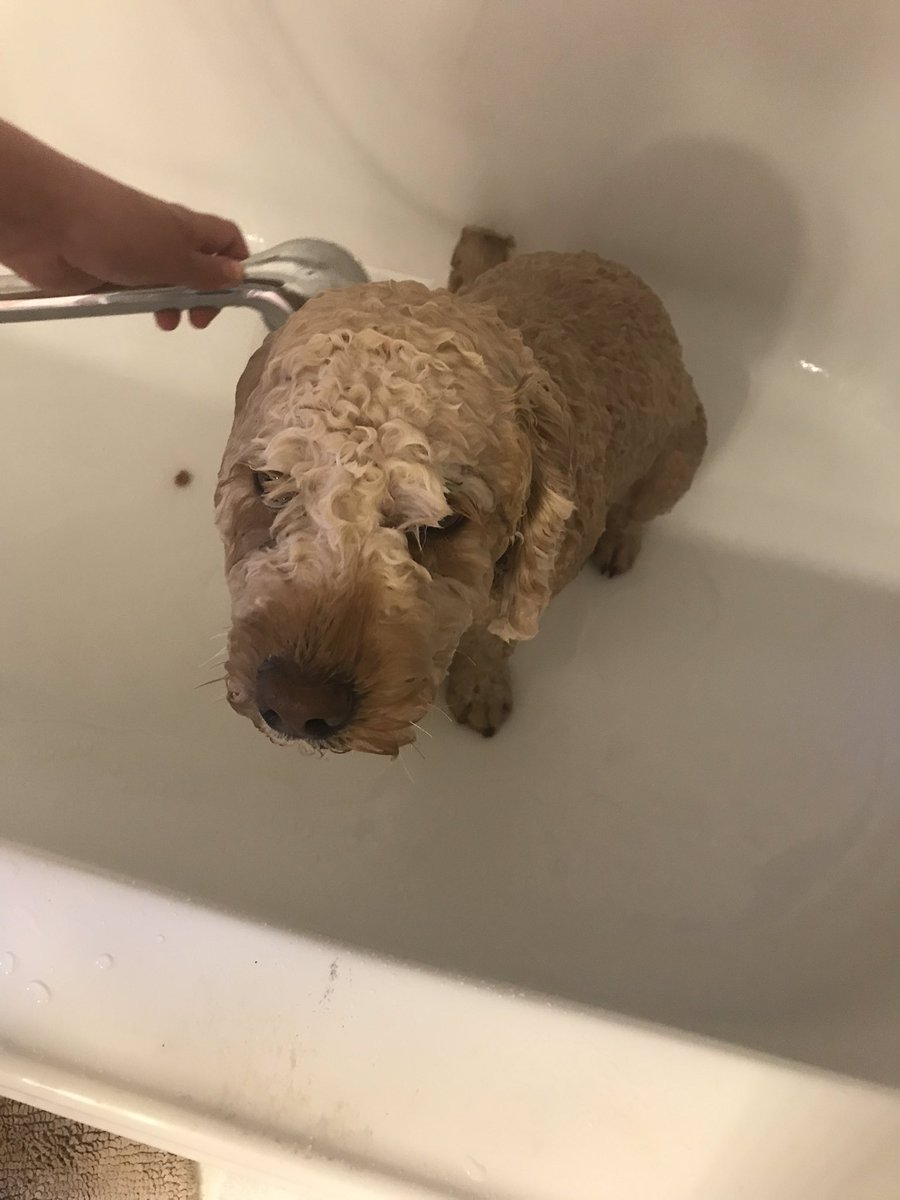 Murphy29547703's tweet photo. “Eau de compost” my friends. That’s how I got myself in this predicament. Apparently, rolling around in Dad’s garden project was a poor choice https://t.co/Pi30AAgQbu