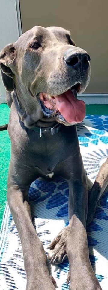 Twitter peeps! HOSS HAS BEEN SPOTTED!! He was seen near 61st and Olney, which is almost straight east of the Glendale Mall in Indy. Please share!! If you see him, please call 317–519-5264 or 317-408-4293. #LostDog <a href="/INDYACS/">indyacs</a> <a href="/IndyHumane/">IndyHumane</a>