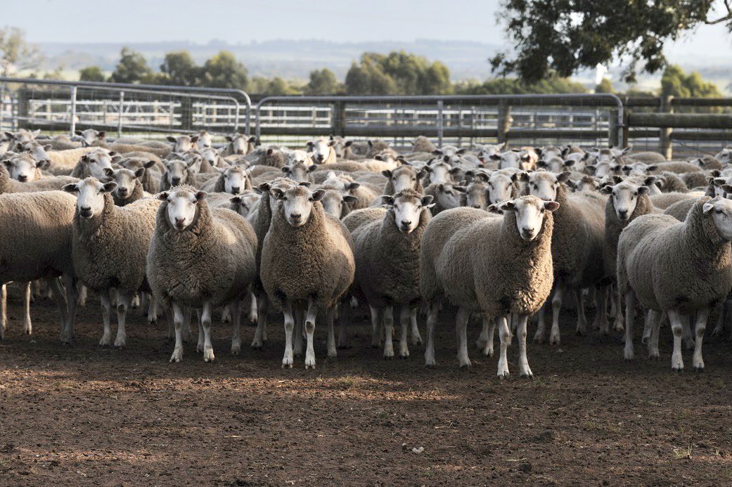 A great example of Commercial Highlander flock ewes at Shelburn courtesy of long term client Gordon Brown 🐑🥩🧬 #highlander #primera #highlanderplus #maternalefficiency #asbvs #probreed <a href="/murnongfarming/">Martin Clark</a> <a href="/neXtgenAgri/">neXtgen Agri Ltd</a>