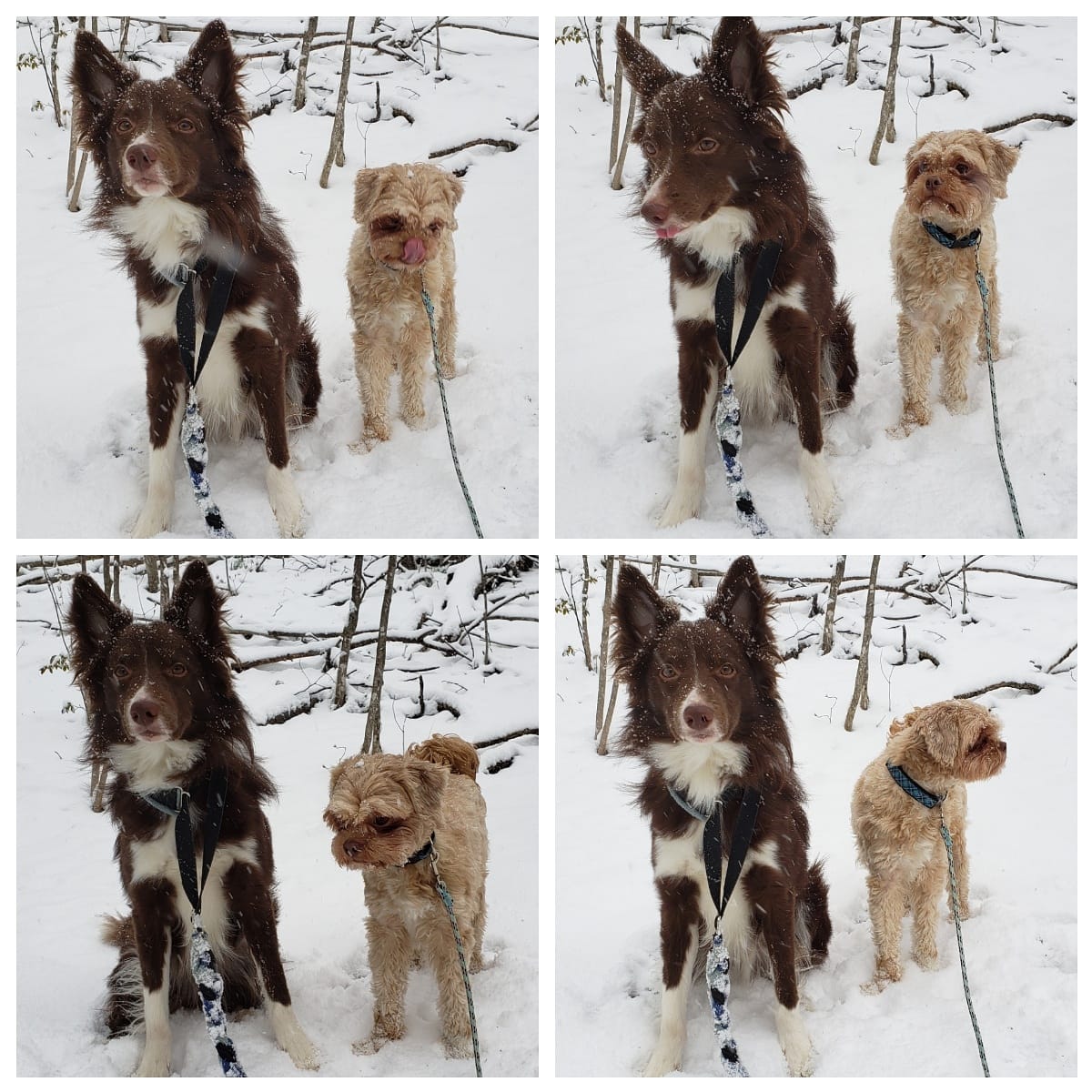 AgilitywAmanda's tweet photo. The many faces of Joey not being impressed with all this snow πβπ¨π¦ Winnie doesn't seem to mind
#snow #somuchsnow #canada #canadianspring #springsnow #springsnowstorm #dog #dogs #reddog #muppetdog #dogfaces #doglooks #doglife https://t.co/DBSAt6fbWM