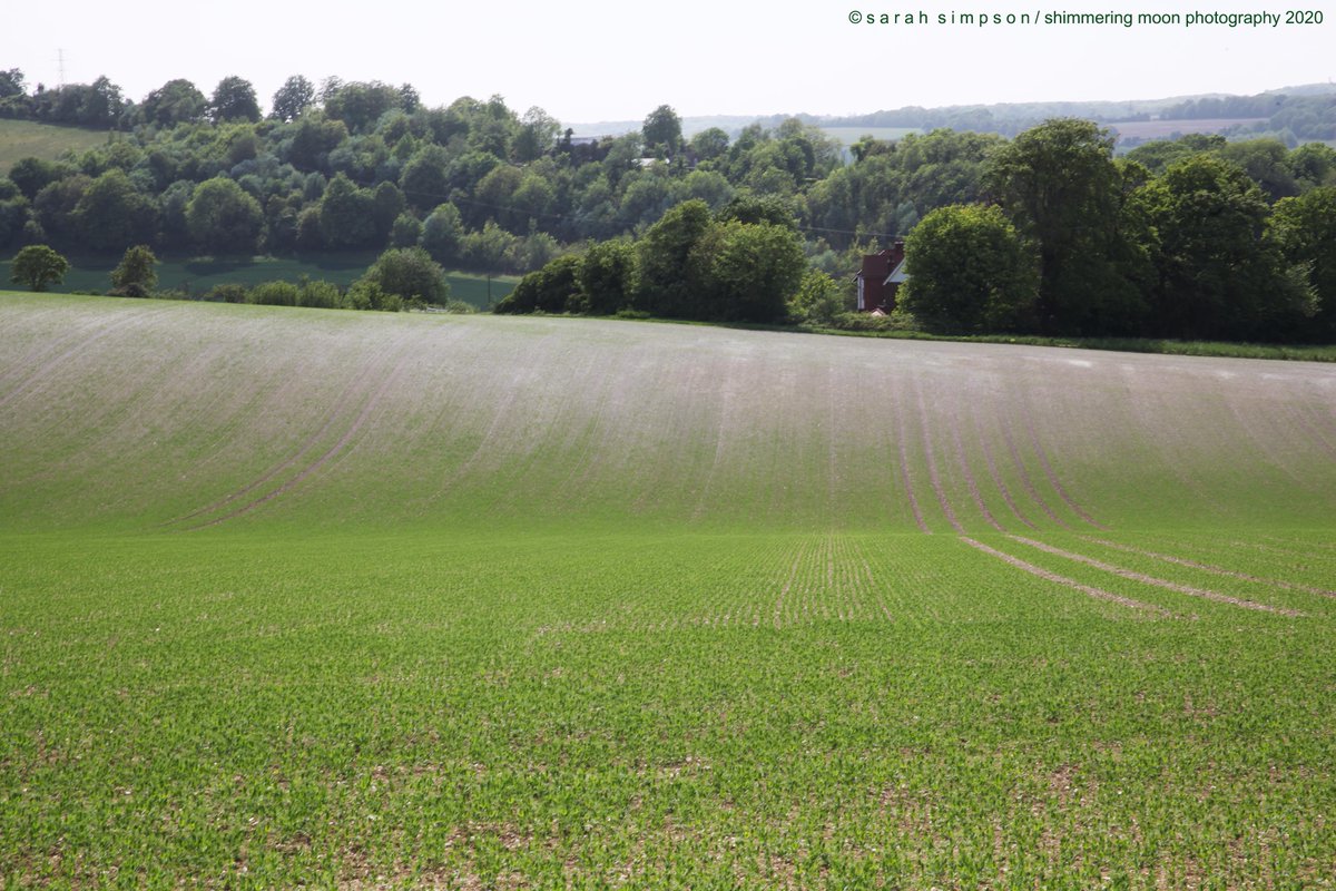 shimmeringmoon_'s tweet photo. And a bit further over … #hiddenvalleys #farmersfields #kentcountryside https://t.co/hcpoBDhlJe