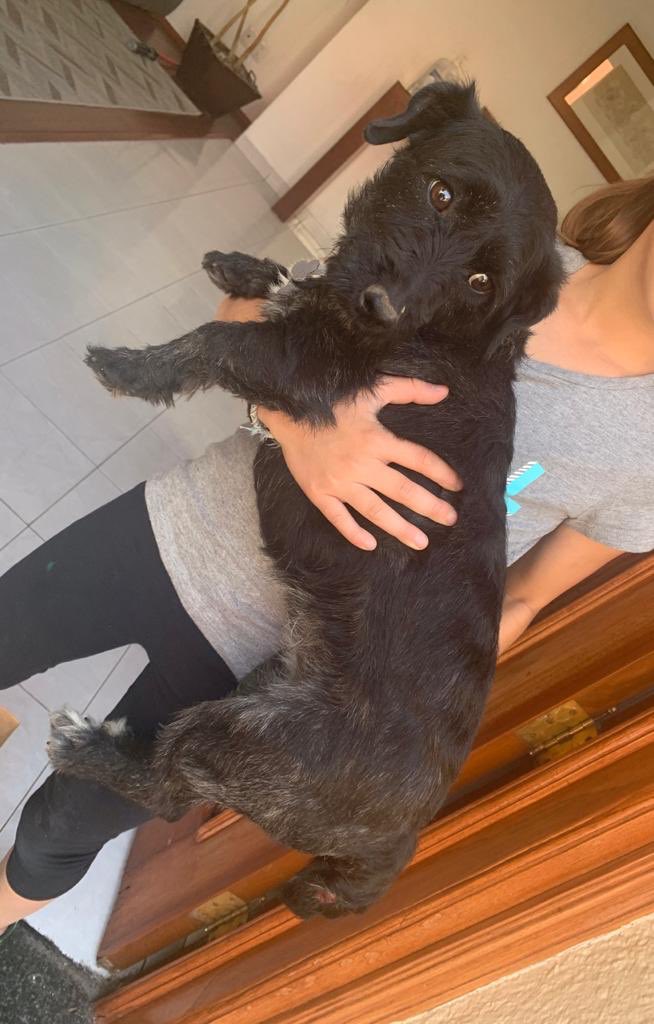 oliver_gotta's tweet photo. Se extravió un perrito en la colonia Ampliación Alpes si lo ves por favor avísame @LasAguilasCDMX @En_LasAguilas por favor RT https://t.co/5FwXMtT4e6