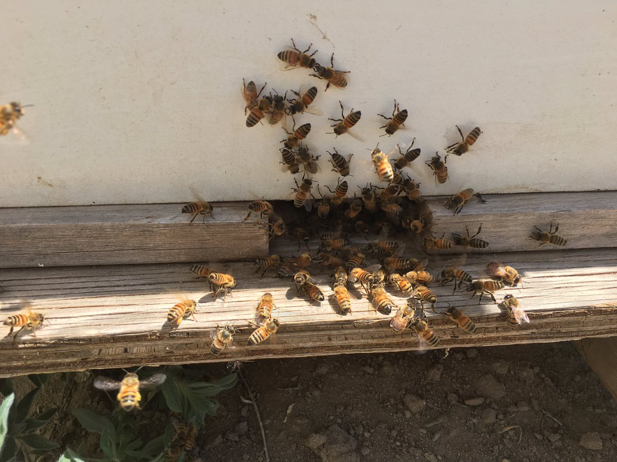 devinneeley's tweet photo. It’s bee day, y’all! Let’s see how bad I can screw this up. https://t.co/7462HPYLwf
