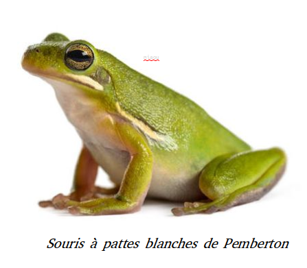 quelle heure est-il ? l& #39;heure des memes
