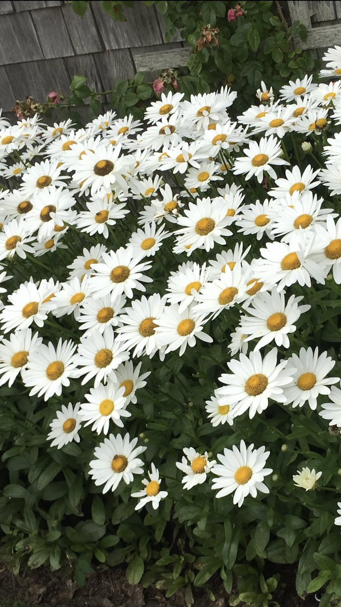 HematoAsia's tweet photo. #HematoAsia

Hemato Wishing you all the wonderful mothers a very happy and special Mother’s Day. 🌹✨💖 https://t.co/Ni0YO3yvDM