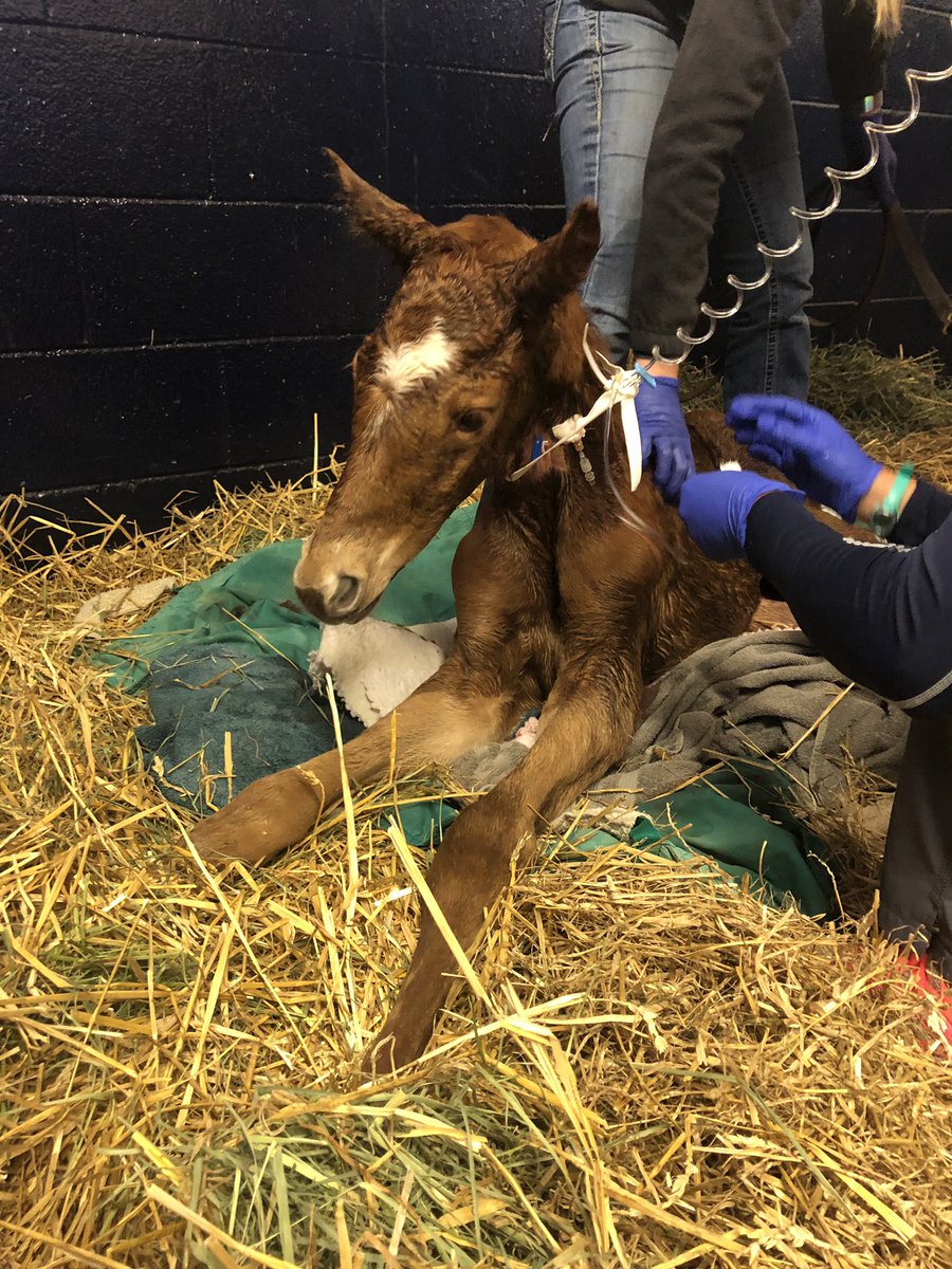 Rose Hill Farm (@taocampo) on Twitter photo Exaggerator/Island Time 2020, Filly 5/6/2020 <a href="/WinStarFarm/">WinStar Farm</a> <a href="/KeithDesormeaux/">Desormeaux Racing</a> <a href="/BigChiefRacing/">Big Chief Racing</a> <a href="/kyproudofficial/">Kentucky Proud</a> <a href="/KYTbred/">Kentucky Thoroughbred Association</a> <a href="/Hagyard/">Hagyard</a> Exaggerator/Island Time 2020, Filly 5/6/2020 <a href="/WinStarFarm/">WinStar Farm</a> <a href="/KeithDesormeaux/">Desormeaux Racing</a> <a href="/BigChiefRacing/">Big Chief Racing</a> <a href="/kyproudofficial/">Kentucky Proud</a> <a href="/KYTbred/">Kentucky Thoroughbred Association</a> <a href="/Hagyard/">Hagyard</a>
