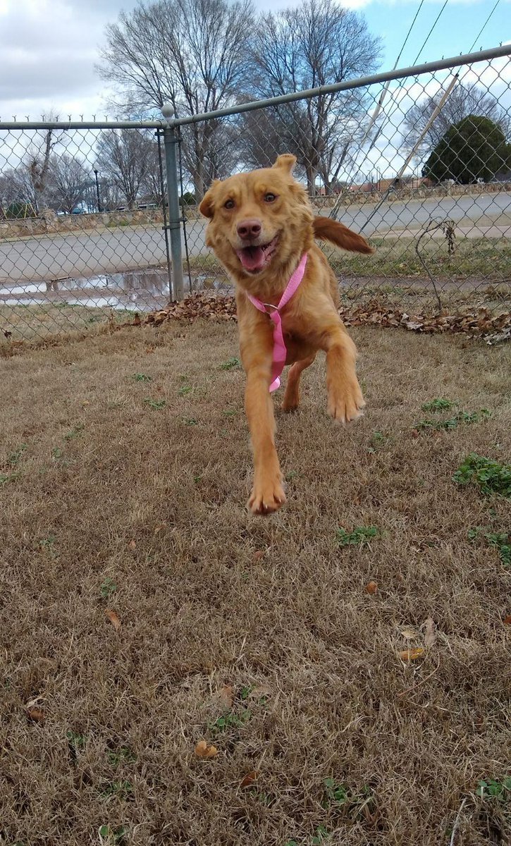 @taylordunham_ @charlespattson This is our #littleorphanAnnie. She's our first pet, second girl. We (I) think she is golden-pit, but vet wasn't sure. Playful and full of energy.