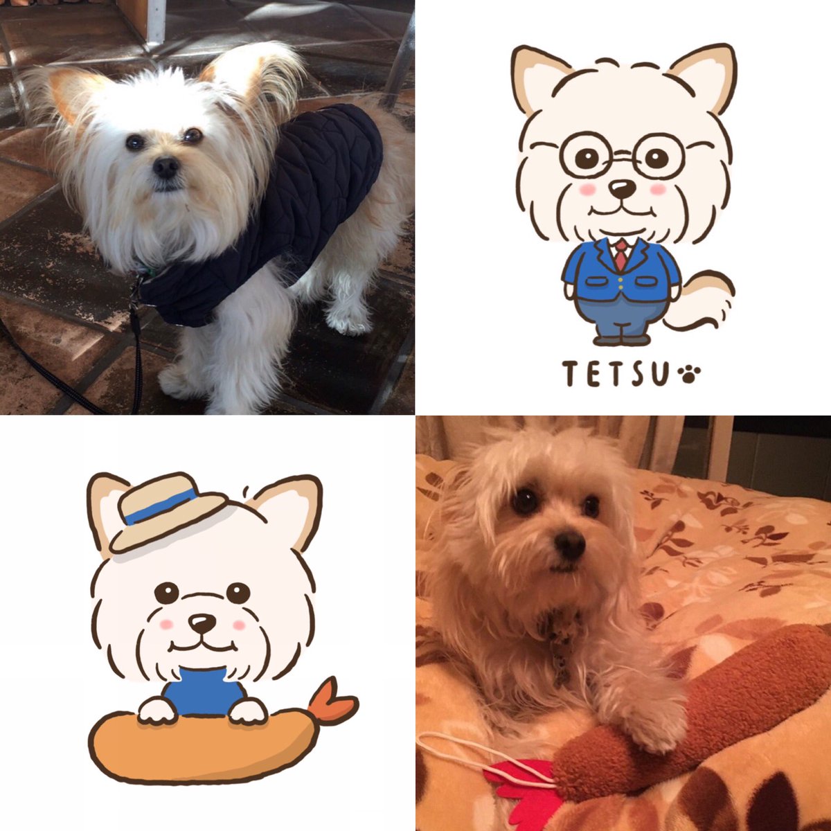 みーたろー ブログ更新しました T Co Nnqgj6efxr チワプー チワワ トイプードル ミックス犬 エビフライ が大好きな てつさんの完成イラストを紹介しています ご覧いただけると嬉しいです