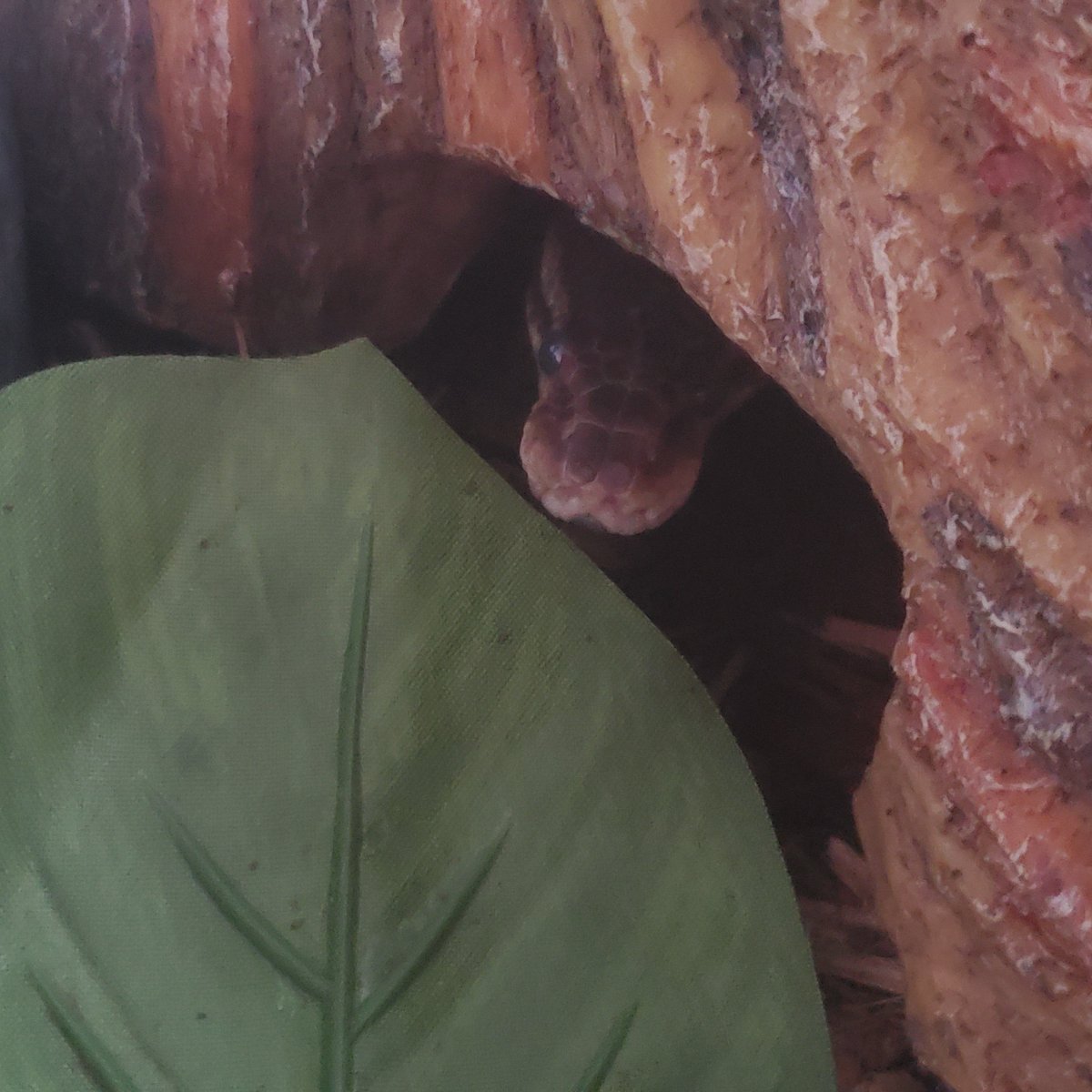 PythonsGaloreTX's tweet photo. "Go away mom, it's too early." Maui isn't happy about the water check this morning. He says come back with a rat later and he'll like me again. 

#grumpybutt #Maui #demigodofthewindandsea #boopthatsnoot #ballpython #ballpythonsofinstagram #snek #goawaymom #cutietootie #snake https://t.co/b8rpXOgBAl