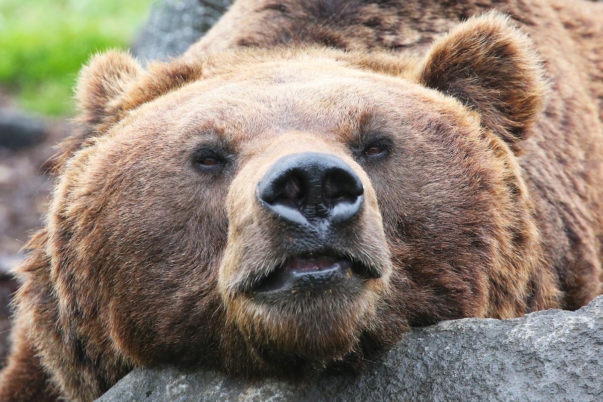 富士サファリパーク公式 休園中なので じっくり動物観察 例えば ヒグマの場合 鼻の穴と 目の大きさが同じくらい どちらかと言うと鼻の穴の方が大きいかも 自分がどうなのか確認したくなりますよね 富士サファリパーク 休園中の動物園