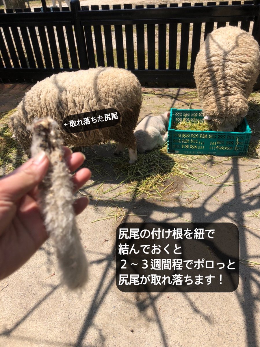 宇都宮動物園 公式 A Twitter ラン親子 日記 生後33日目 5 3時点 断尾が完了しました 羊の尻尾 は 糞尿により汚れ不衛生になってしまいます その為 神経の細い赤ちゃんの時に断尾します 神経が細いので痛み知らず ヒツジ ラン るん 宇都宮動物園 公式 A Twitter ラン親子 日記 生後33日目 5 3時点 断尾が完了しました 羊の尻尾 は 糞尿により汚れ不衛生になってしまいます その為 神経の細い赤ちゃんの時に断尾します 神経が細いので痛み知らず ヒツジ ラン るん