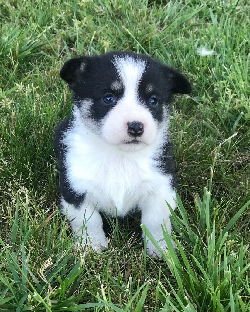 Julielkellogg's tweet photo. Penelope is getting big!!! Counting down the days! ❤️❤️ https://t.co/6W94Crgmc5