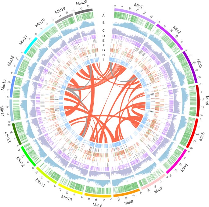 Complete genome assembly of mango  has just been published  https://genomebiology.biomedcentral.com/articles/10.1186/s13059-020-01959-8