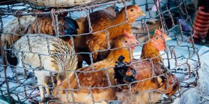 veganfuture's tweet photo. Demand an End to Live Markets in the United States https://t.co/fSNugPqCQb https://t.co/WLWH2Ql7Nv