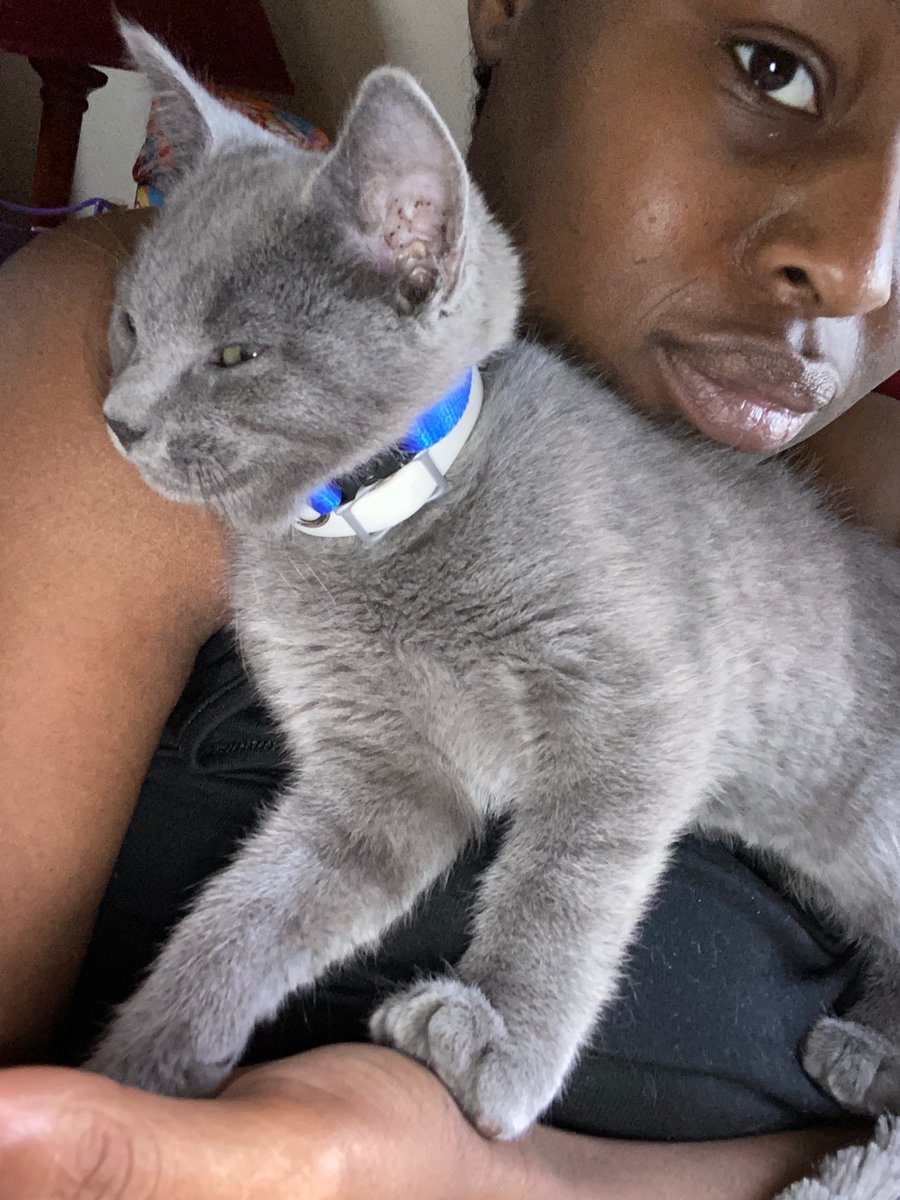 Hamsterdance20's tweet photo. My husband’s kitten got up, screamed at me and then got in my face before going to scream at daddy for cuddles. https://t.co/VBUfgoxxFs