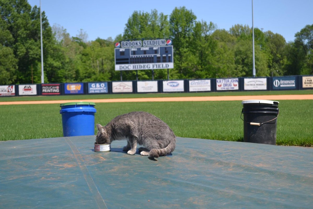 Miss Kitty thought it was a purrfect day to take lunch on the mound.