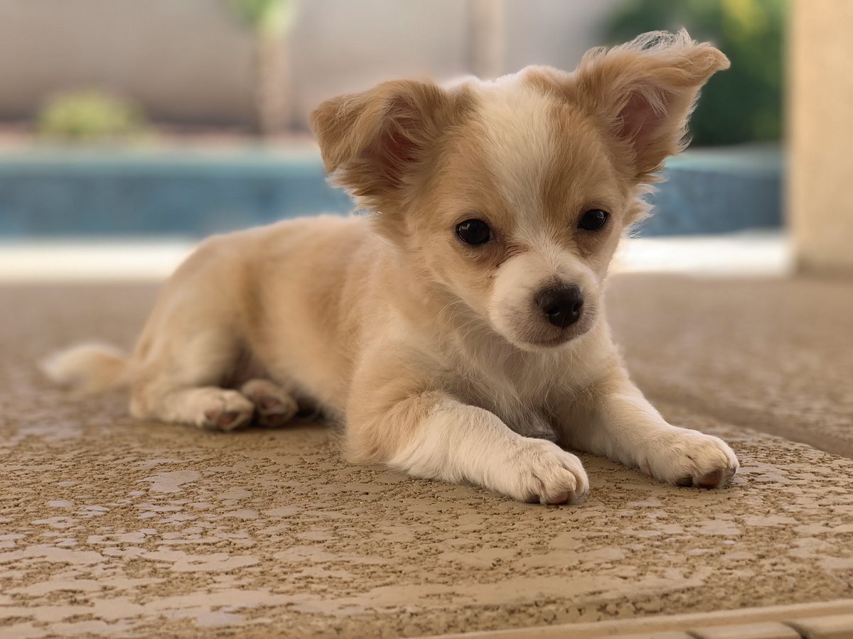 CanineJenny's tweet photo. Layin’ pool side 🐶🌞 https://t.co/OtOz6cexut