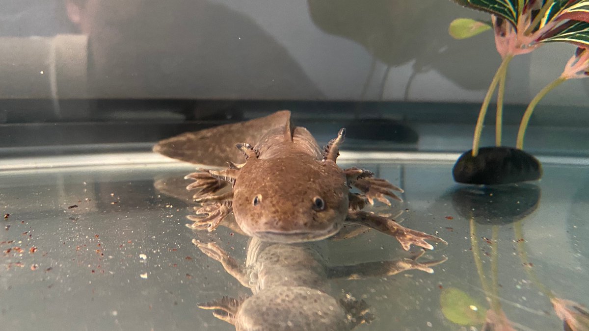 Sarah Mcanulty Ph D New Bebe In The Mcanulty Household Thanks To Blackmudpuppy Twitter Meet Declan The Axolotl Sarah Mcanulty Ph D New Bebe In The Mcanulty Household Thanks To Blackmudpuppy Twitter Meet Declan The Axolotl