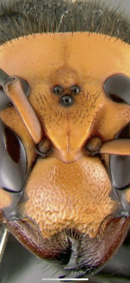 Zoomed in on 3 tiny light receptors