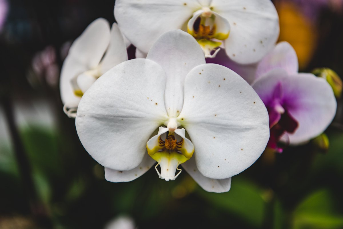 buscar_photo's tweet image. Also added a bunch of floral and orchid photos to the print store:

buscarphoto.darkroom.tech

#flowers #orchid #printstore