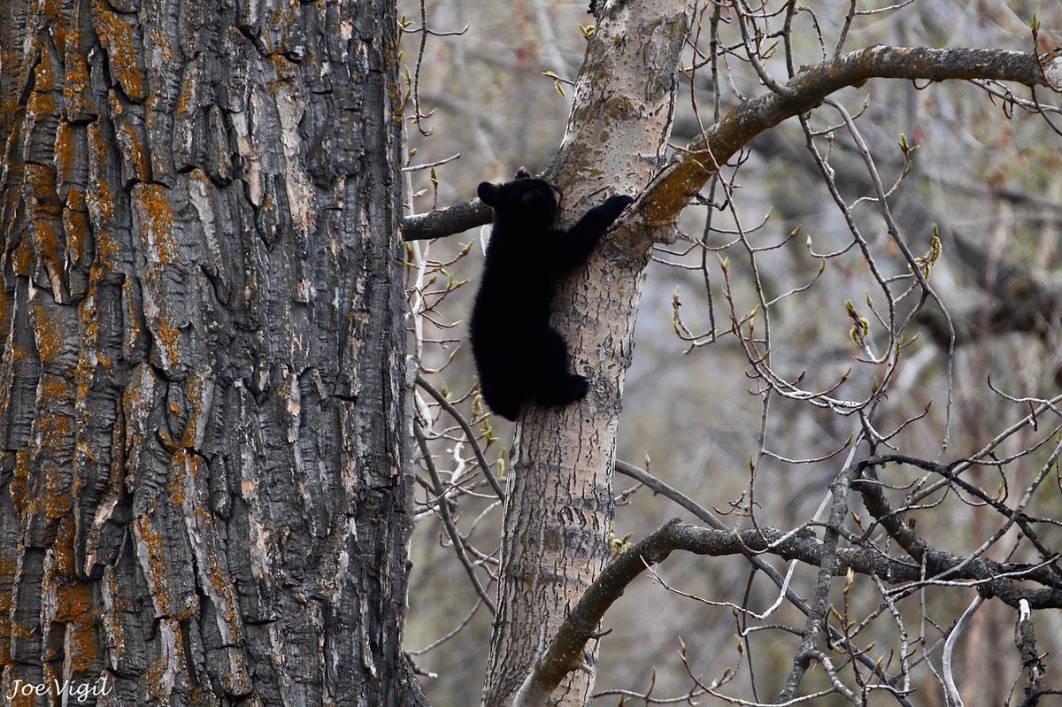JoeVigil's tweet photo. Catch me if I fall mom! #bears #bear #blackbear #tree #anchoragebears #anchorage #alaska #alaskabears #anchoragewildlife https://t.co/A09S52uFoB