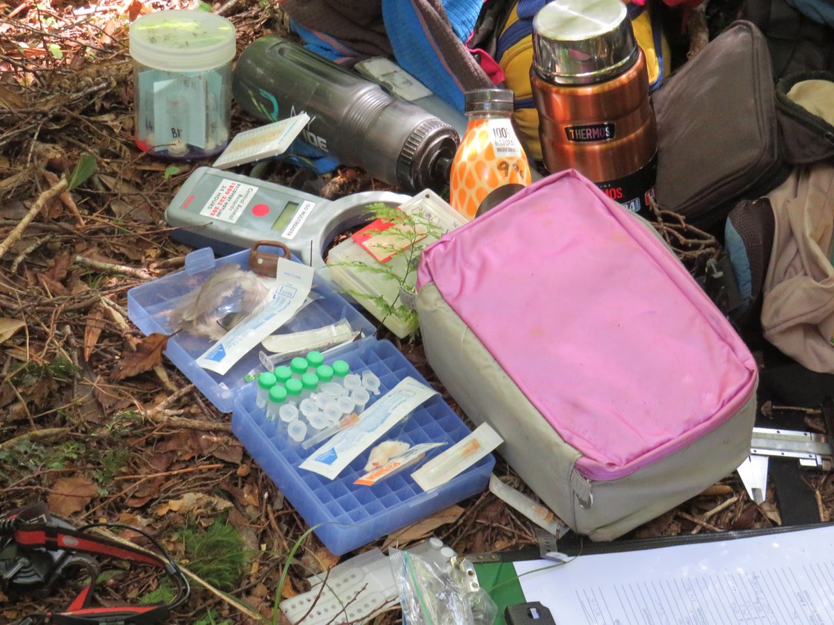 p_kiwi's tweet photo. Taking blood samples for the national Kiwi Whakapapa project in the #RemutakaForestPark is Malin Undin, PhD candidate, Massey. She accompanied our handlers during our annual kiwi muster for tx changes and health-checks. So much gear! #genomictools. Malin with 'Solomon'🌿💚 #RFPT https://t.co/XkTw50lcyF