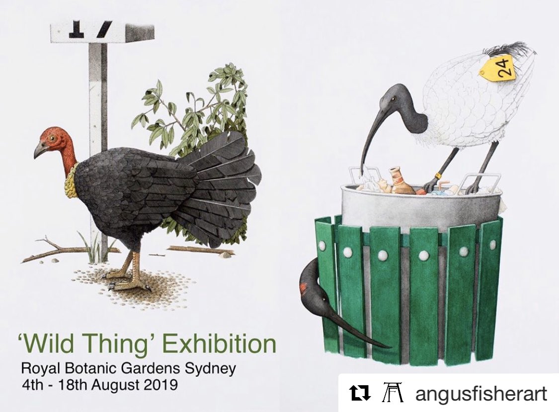 Wingtags's tweet photo. Love this art
It captures the well known & loved Emperor of Sydney, the #BinChicken (white ibis), & the usurper - #TipTurkey (brush-turkey)
You can help us document the #turkeytsunami as it spreads across Sydney by reporting using the #BrushturkeysApp & the #WingtagsApp https://t.co/r85hLhdUub