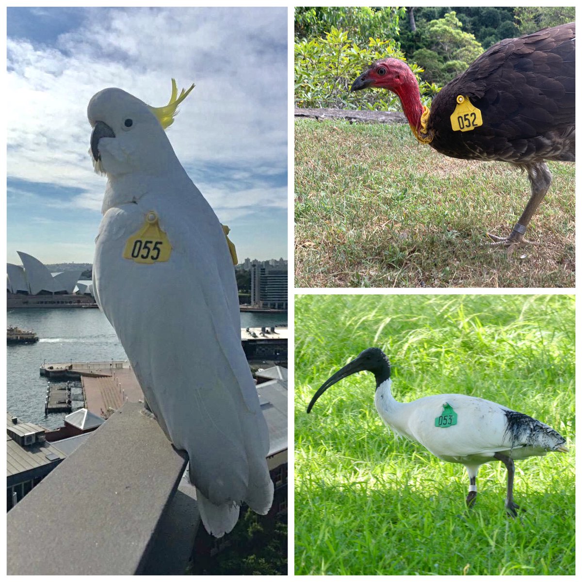Wingtags's tweet photo. Love this art
It captures the well known & loved Emperor of Sydney, the #BinChicken (white ibis), & the usurper - #TipTurkey (brush-turkey)
You can help us document the #turkeytsunami as it spreads across Sydney by reporting using the #BrushturkeysApp & the #WingtagsApp https://t.co/r85hLhdUub