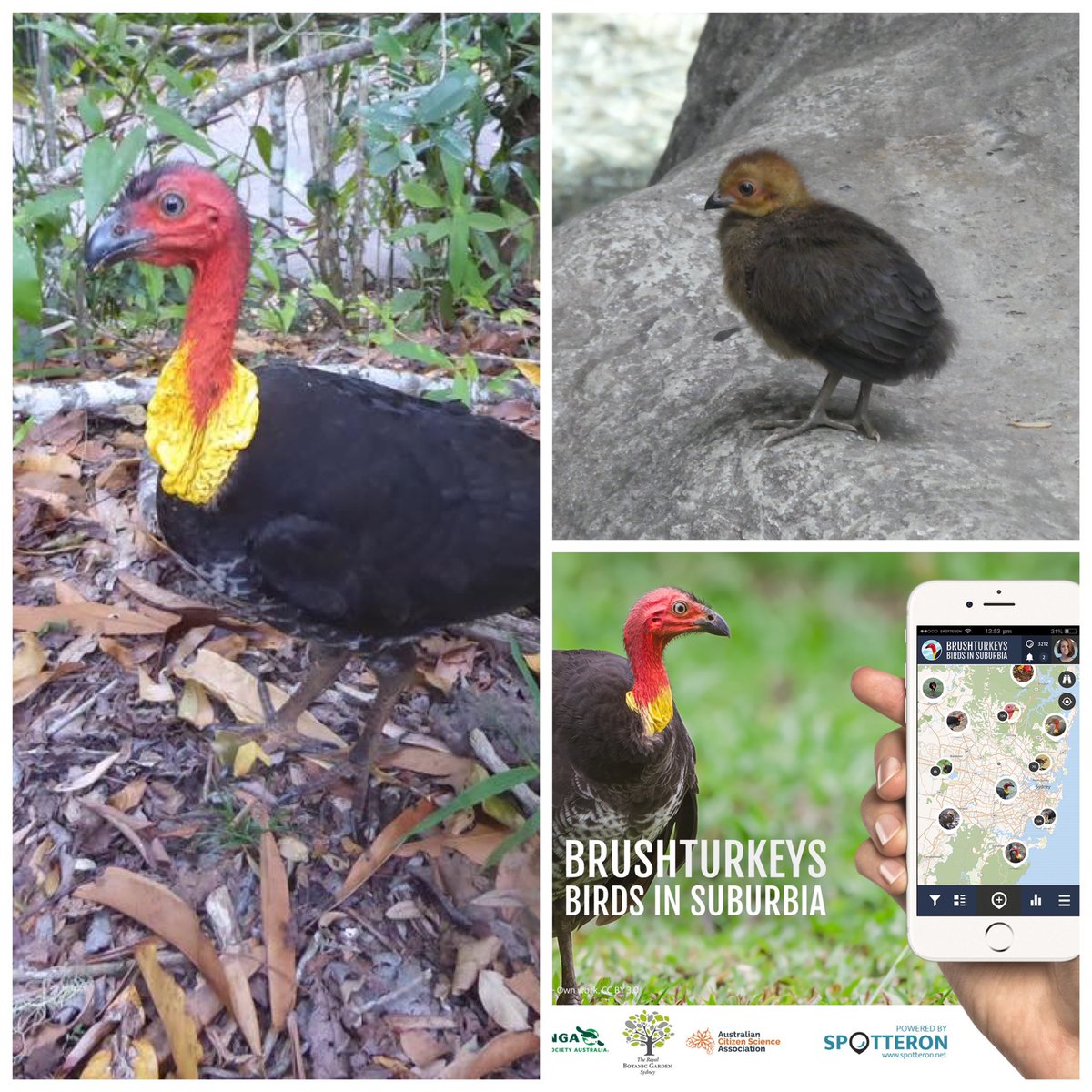 Wingtags's tweet photo. Love this art
It captures the well known & loved Emperor of Sydney, the #BinChicken (white ibis), & the usurper - #TipTurkey (brush-turkey)
You can help us document the #turkeytsunami as it spreads across Sydney by reporting using the #BrushturkeysApp & the #WingtagsApp https://t.co/r85hLhdUub
