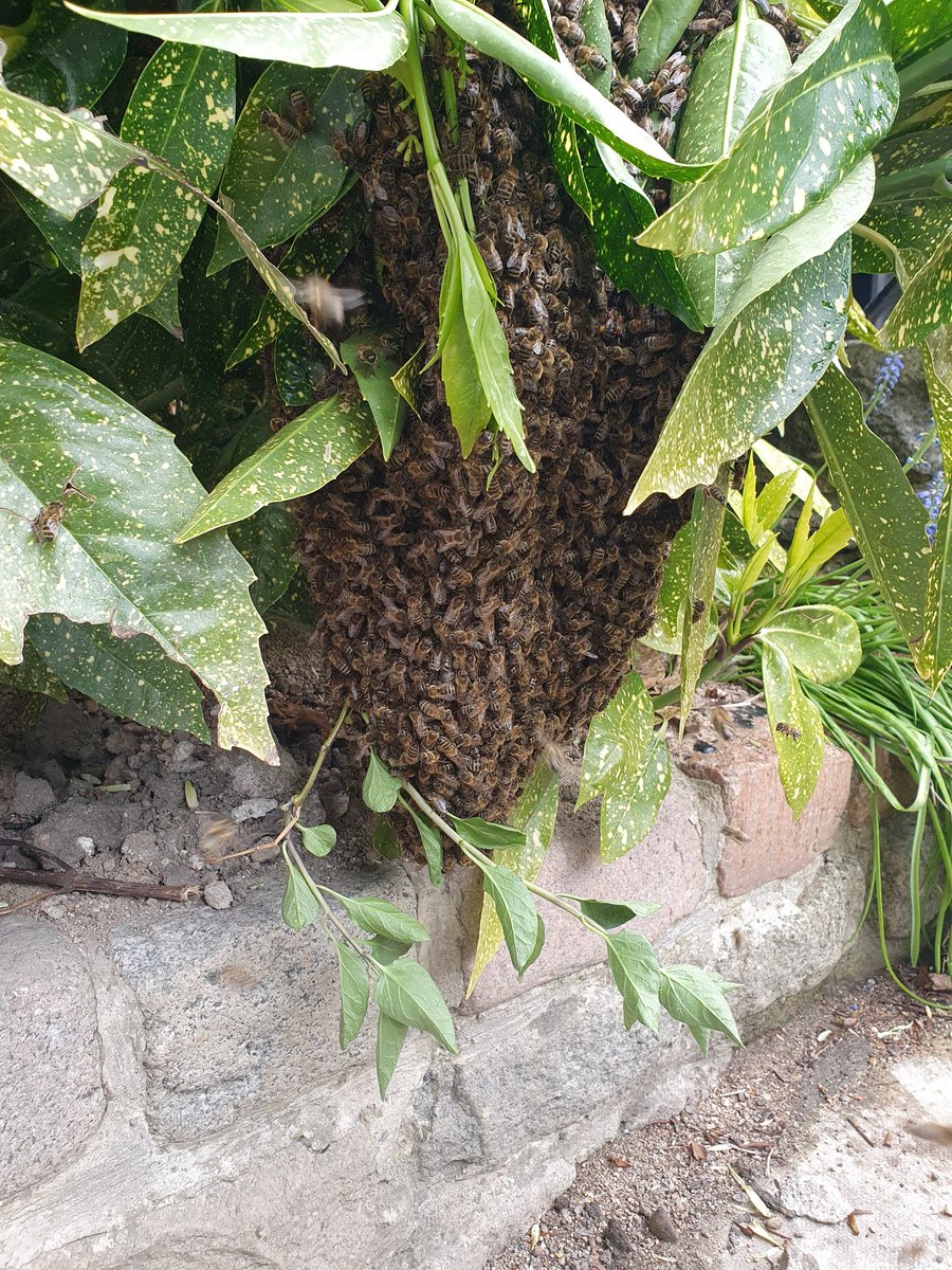 covehoneybees's tweet photo. First swarm of the year and a nice big one, filled the poly nuc
#covehoneybees #swarms #honeybees #swarmseason #paynes @PaynesBeefarm #aberdeen https://t.co/eLgCwFCe5h https://t.co/eXN6uMFZuh