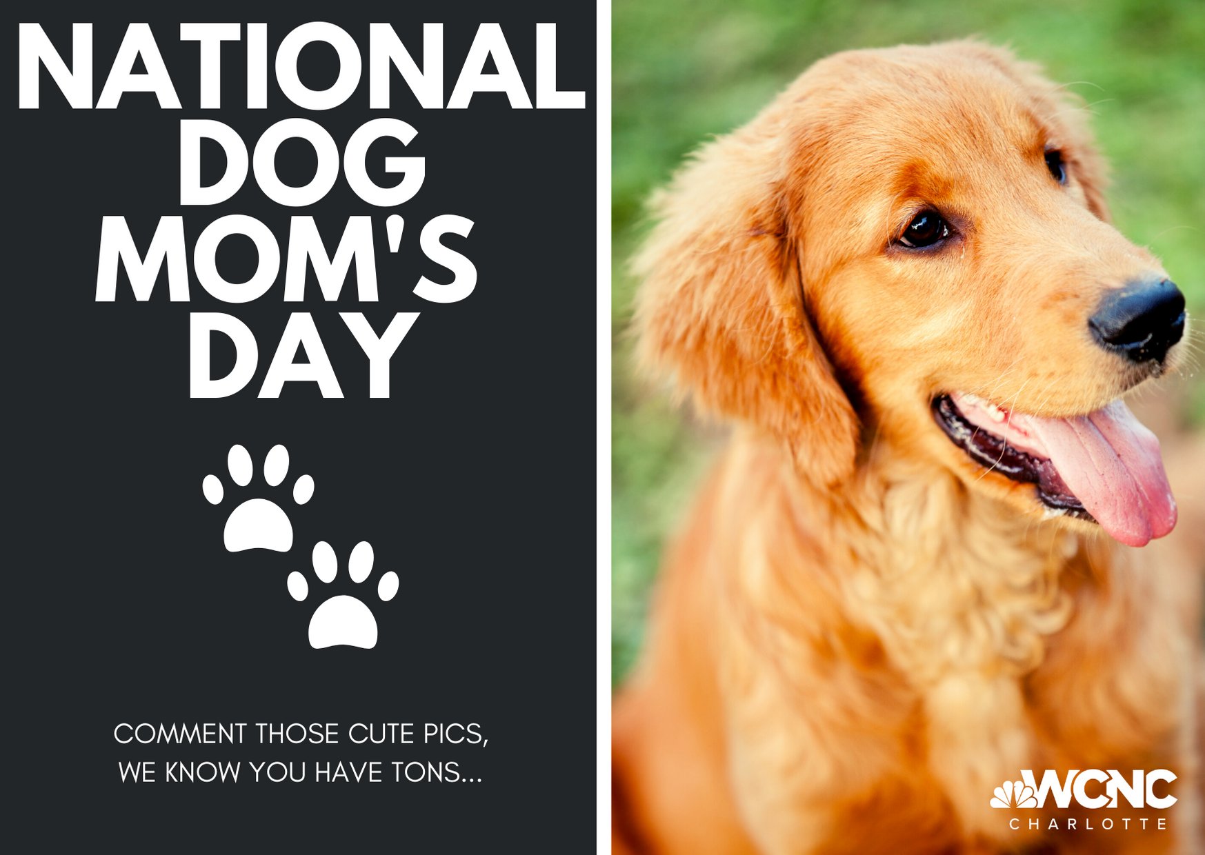 Dog hotsell mom's day