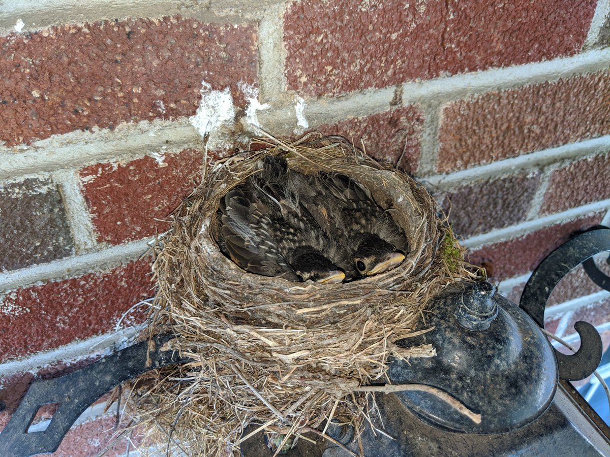 HUGE BIRD UPDATE: baby one has left the nest! Spread your wings and fly, little dude. May you avoid the neighborhood cats until you are just a wee bit stouter.