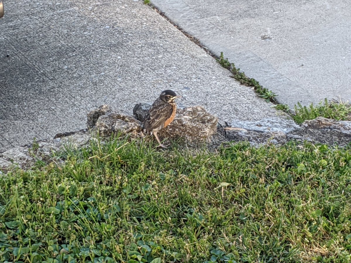 HUGE BIRD UPDATE: baby one has left the nest! Spread your wings and fly, little dude. May you avoid the neighborhood cats until you are just a wee bit stouter.