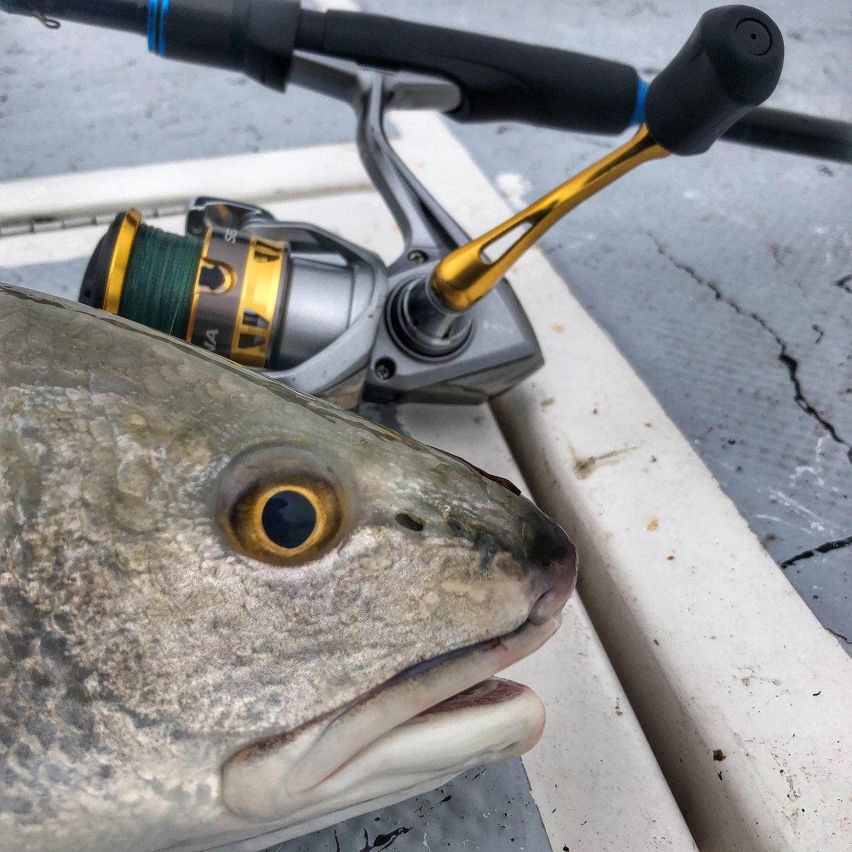 LoneStarSalt's tweet photo. No better Motherโs Day gift than a slob red and redfish action has been hot all along the Texas coast this spring!
#redfish #texasfishing #saltwaterfishing #lonestarsalt #travelandfishtexas #flipflopsandfishing #shimanoreels #gloomisrods #doalures
๐ท: @dannowise https://t.co/RKDKnKEXEQ