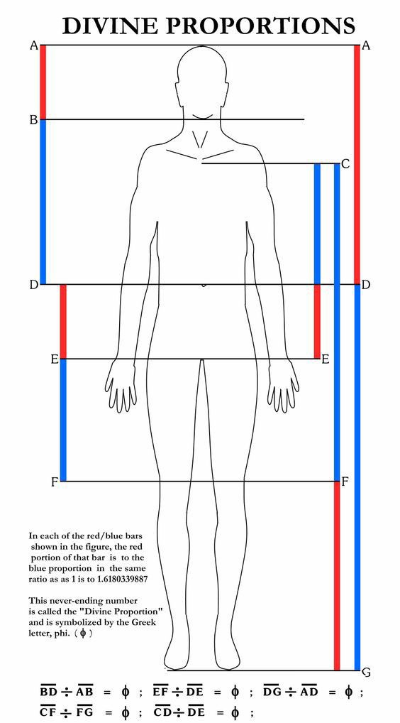 Y por último les dejo imágenes en donde podemos ver la proporción divina en el cuerpo humano. Tenemos a Fibonacci en nuestras manos.