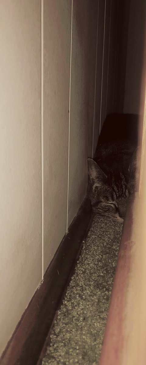 AmberLibrary23's tweet photo. Here’s Whiskey (given name Wisteria) she’s just getting used to us. #IntrovertCat https://t.co/03DOohR7nu