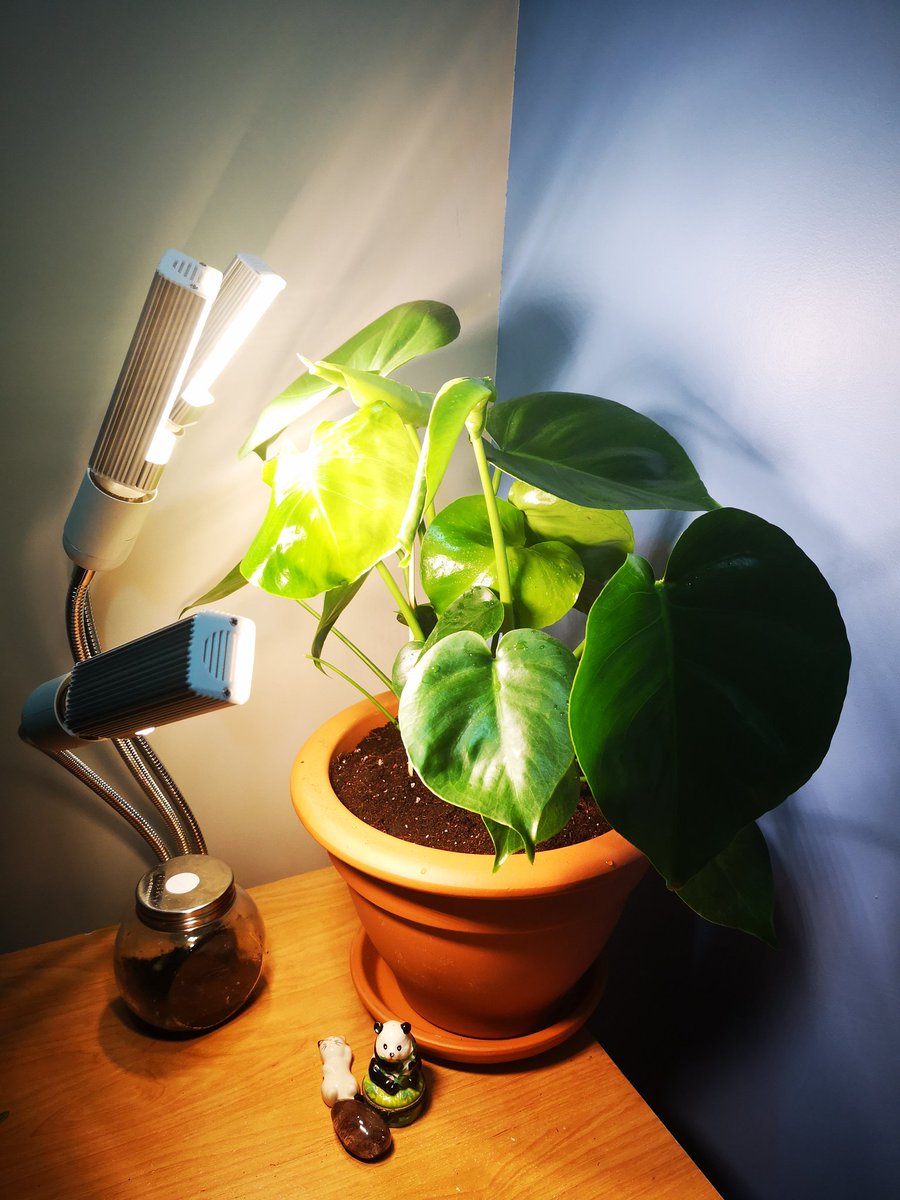 crossingdewdrop's tweet photo. In non AC related news I repotted my lil monstera and philodendron today 🥺🥺 https://t.co/piRp94fHre