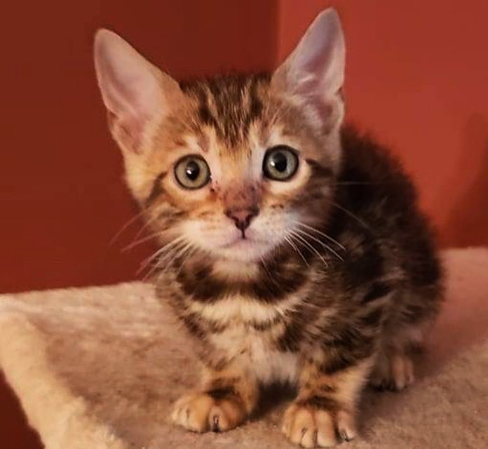 carly_will20's tweet photo. @LorettaLynn meet your doppelgänger #LorettaTheBengal and yes, we have a dog named Patsy too! https://t.co/GenzVC7iMn