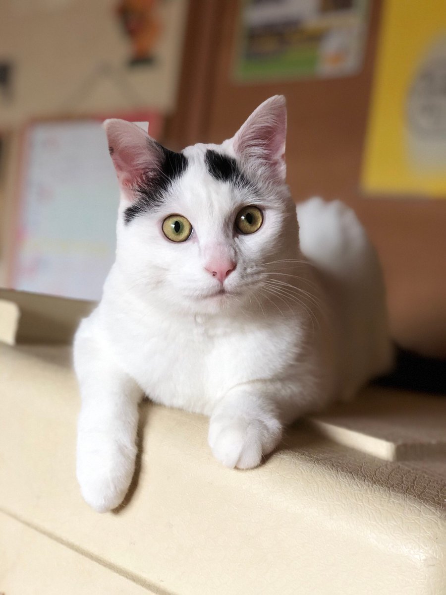 大型犬カフェ柏市