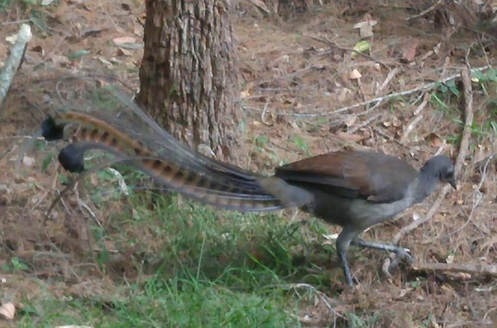 DinaAloi's tweet photo. Saw this Liar Bird wandering around #CoastersRetreat #Pittwater #NSW #Australia #birdsofinstagram #liarbird #cruisinglife #sailinglife https://t.co/o3MZeap6Hm https://t.co/zu7B1oJ7ap