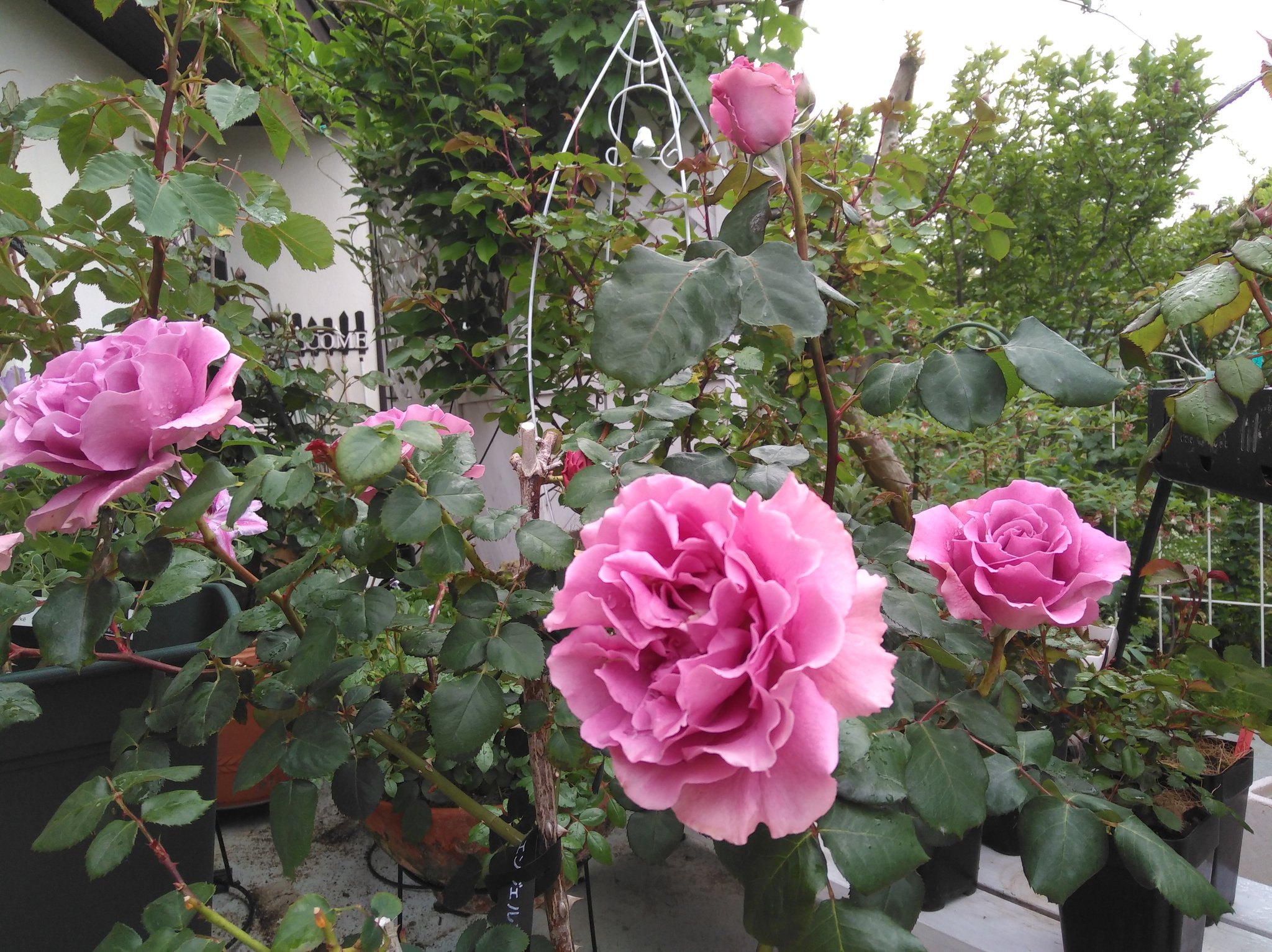 ゆず れおんとお庭 エンジェルフェイス開花中 うっとり良い香り 他のバラも開花始まる エンジェルフェイス ボレロ シェエラザード インフィニティローズ ガーデニング バラ栽培 いまにわ5月 T Co Gin2z0lclq Twitter