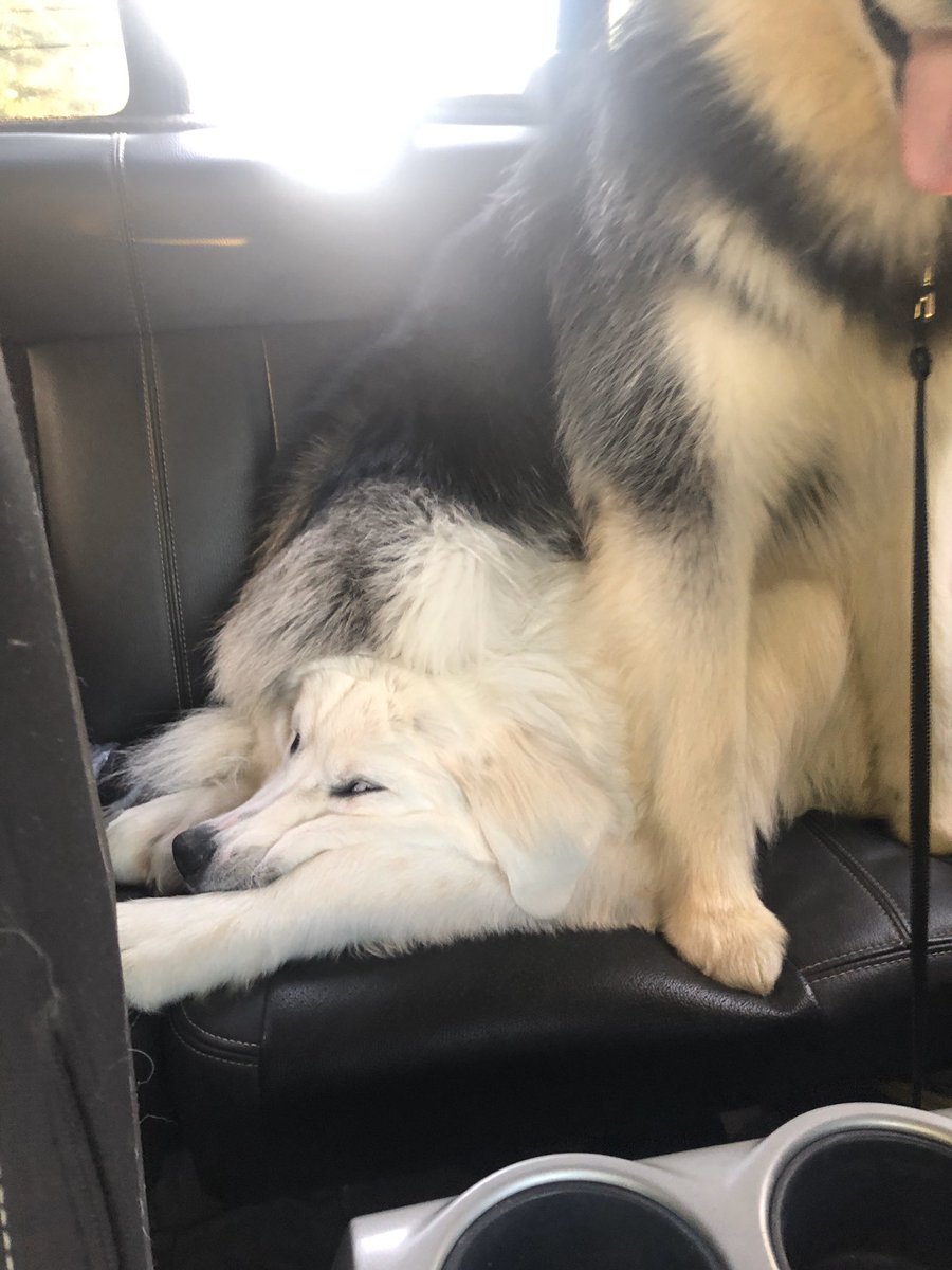 ashleyfraley2's tweet image. I think Archie is tired of having a brother...