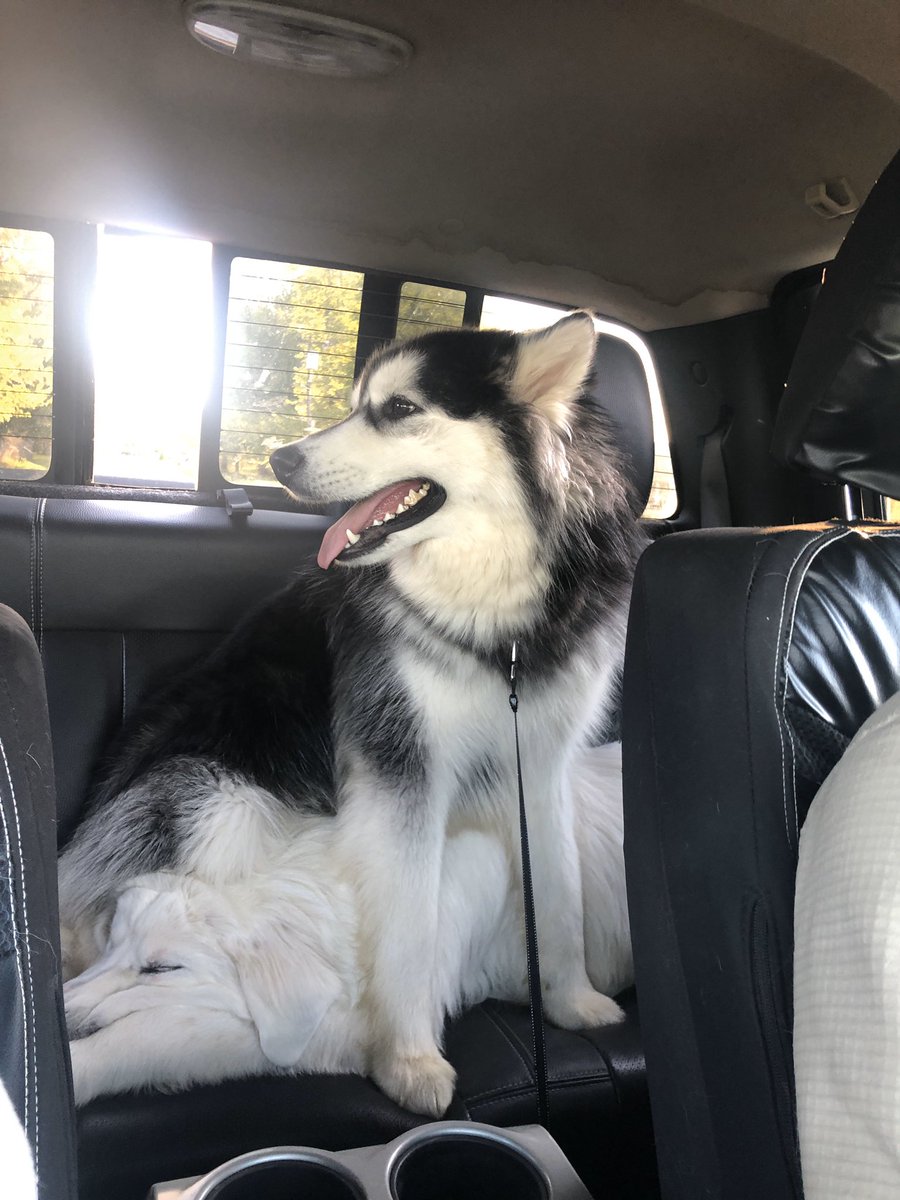 ashleyfraley2's tweet image. I think Archie is tired of having a brother...