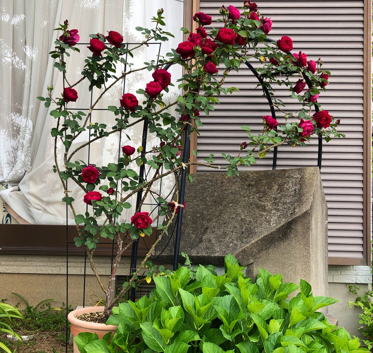 さうび バラの楽しみ 満開を切り取る オデュッセイア