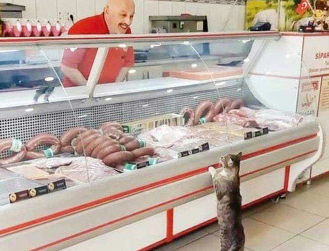 DimeFred's tweet photo. ¿Recuerdan al gatito que iba a una carnicería para que le dieran comida?

Pues el gatito murió y el encargado lo enterró. Posteriormente, hizo una réplica de cartón del gatito y la puso en su carnicería, para que nunca lo olviden.

No estoy llorando. ¡Ustedes están llorando! https://t.co/MP7ioOZUmJ