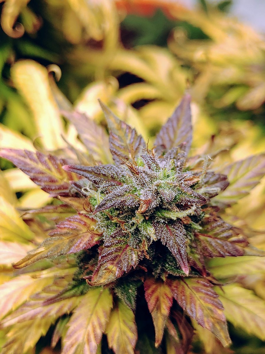 zxzZOMBIEzxz's tweet image. This cheese is PURPLE 😍 #Homegrown #growyourown #stickyicky #stankydank