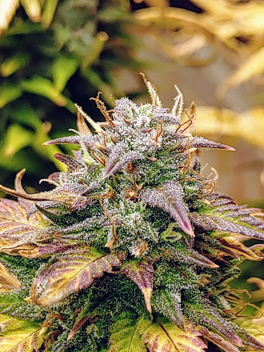 zxzZOMBIEzxz's tweet image. This cheese is PURPLE 😍 #Homegrown #growyourown #stickyicky #stankydank