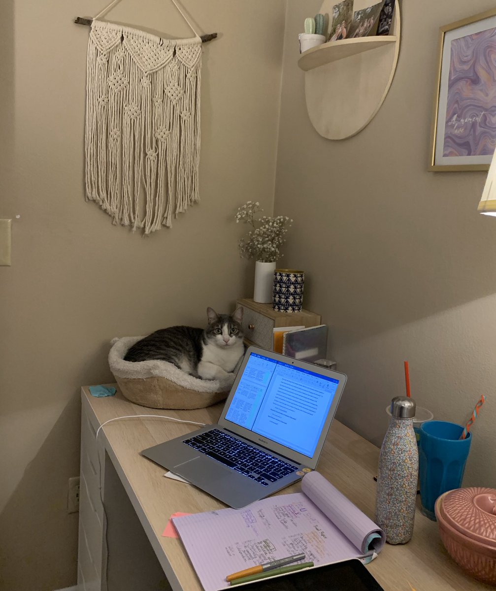 StrasserMathNW's tweet photo. Moving the cat bed onto my desk is arguably the best move I’ve made in quarantine. The boys were already laying up here on top of my work, they might as well be comfy now https://t.co/aUcfACzehP